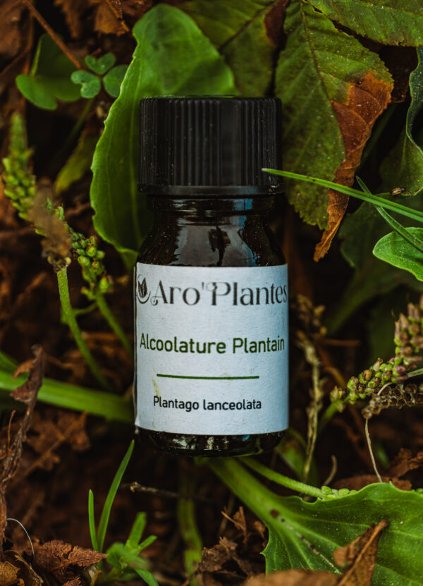 Teinture mère de Plantain BIO - 10ml